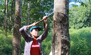 Thừa Thiên-Huế: Giá mủ cao su "ấm" liên tiếp, thêm hy vọng cho người trồng