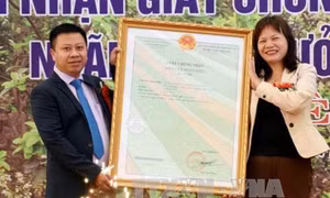 Yên Bái: Bưởi Đại Minh đón nhận Giấy chứng nhận nhãn hiệu