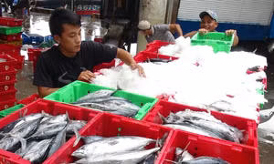 Nghề đánh bắt cá ngừ đã có lãi