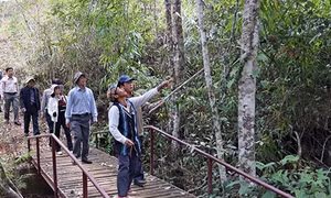 Người Cill giữ rừng