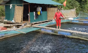 Lai Châu ổn định đời sống đồng bào tái định cư thủy điện