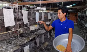 Mô hình nuôi chim bồ câu Pháp mang lại hiệu quả kinh tế cao