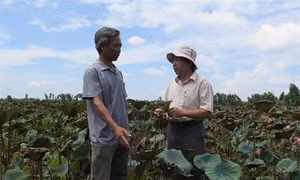 Luân canh cây sen mang lại hiệu quả kinh tế cao