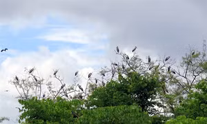 Điện Biên: Kỳ thú vườn chim quý có tên trong Sách đỏ di trú bên di tích hầm Đờ Cát