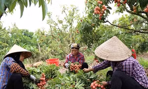 Huyện Lục Ngạn vào vụ thu hoạch vải thiều chính vụ