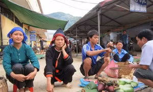 Nấm linh chi rừng tự nhiên Bảo Lạc