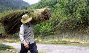 Người dân vùng cao Quảng Ngãi mất mùa “lộc rừng”