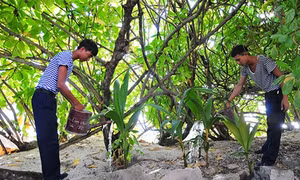 Màu xanh Nam Yết