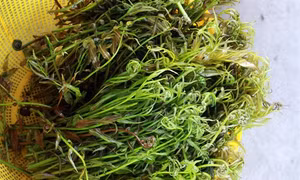 Sống khỏe nhờ những loài rau thiên nhiên