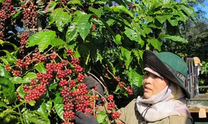 Điểm sáng" trong thực hiện tái canh cây cà phê ở Gia Lai