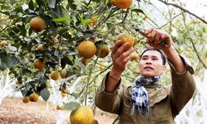 Ngân hàng Chính sách Xã hội Nghệ An hoạt động hiệu quả