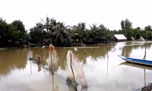 Cà Mau: Nỗi lo từ những ‘‘bẫy cá’’ trên sông
