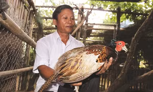 Kỹ thuật nuôi chim trĩ