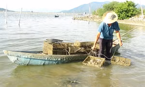 Nghề nuôi hàu ở Khánh Hòa