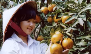 Đổi thay vùng cam Văn Chấn