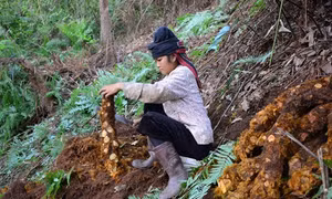 Sơn La: Báo động tình trạng khai thác theo kiểu “tận diệt” cây dược liệu