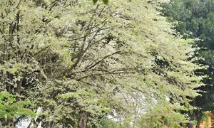 Hẹn gặp lại, sắc trắng hoa sưa