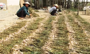 Cây tỏi tía giúp nông dân nghèo Quảng Bình tăng thêm thu nhập