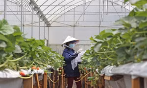 Dâu tây Đà Lạt tăng giá mạnh