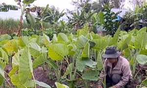 Thu nhập khá từ mô hình trồng bạc hà