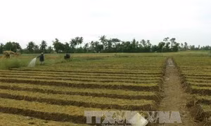 Đau đáu nỗi lo “đầu ra” của người trồng hành Vĩnh Châu