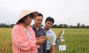Người phụ nữ dành trọn đam mê cho cây lúa