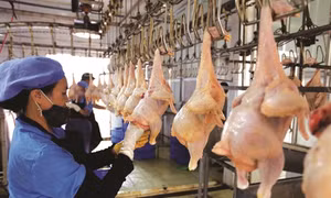 Hà Nội liên kết tiêu thụ nông sản