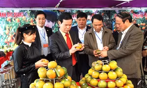 Kết nối cung cầu, phát triển sản phẩm cam sành Hà Giang bền vững