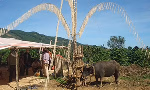 Con trâu trong đời sống của người K'Ho