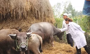 Kỹ thuật nuôi và vỗ béo trâu thịt