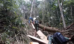 Rừng pơ mu ở huyện Nam Giang bị tàn phá nghiêm trọng
