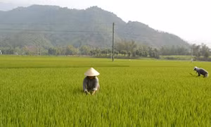 Đà Nẵng: Hiệu quả từ mô hình "giếng thủy lợi"