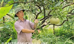 Đảng viên Hoàng Đình Thìn được dân bản tin yêu