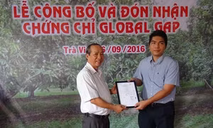 Xoài cát Hoà Lộc của Trà Vinh đạt chuẩn GlobalGAP