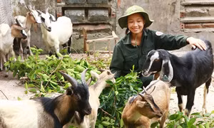 Sức trẻ trên đảo tiền tiêu