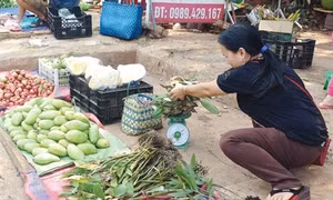Lan rừng ở Đắk Nông đang bị khai thác “tận diệt"