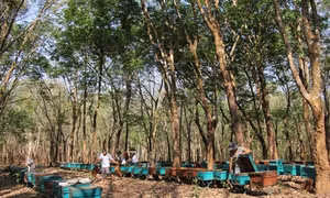 Mùa quay mật ong