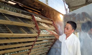 “Tỷ phú” nuôi vịt trời đầu tiên ở Tuyên Quang