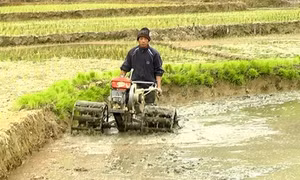 Tiến Bộ khởi sắc nhờ Chương trình 135