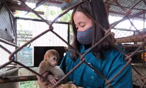 Vườn Quốc gia Phong Nha - Kẻ Bàng: Vương quốc linh trưởng