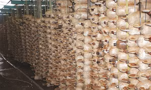 Làm giàu nhờ trồng nấm linh chi