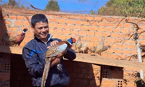 Nuôi chim trĩ làm giàu