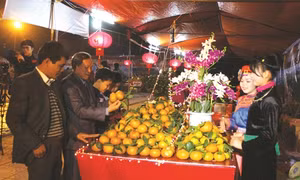 Phát huy thương hiệu cam sành Hàm Yên