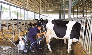Cách phòng và trị bệnh viêm vú trên bò sữa