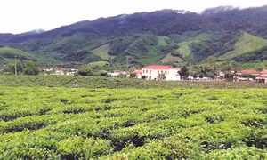 Đông Giang phát triển kinh tế vườn đồi