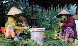 Trồng hẹ thu lãi cao