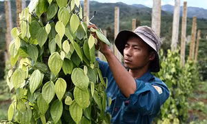 Cảnh báo việc phá bỏ các cây trồng chủ lực để trồng tiêu