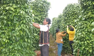 Nông dân Gia Lai thi đua làm giàu