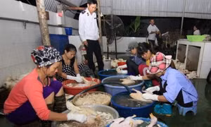 Không cho phép dùng nhựa thông trong giết mổ gia cầm