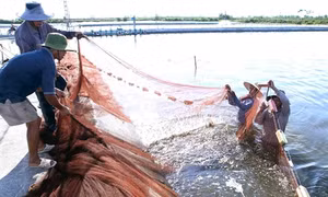 Hộ nông dân thu lãi hơn 5 tỷ đồng/năm từ nuôi tôm